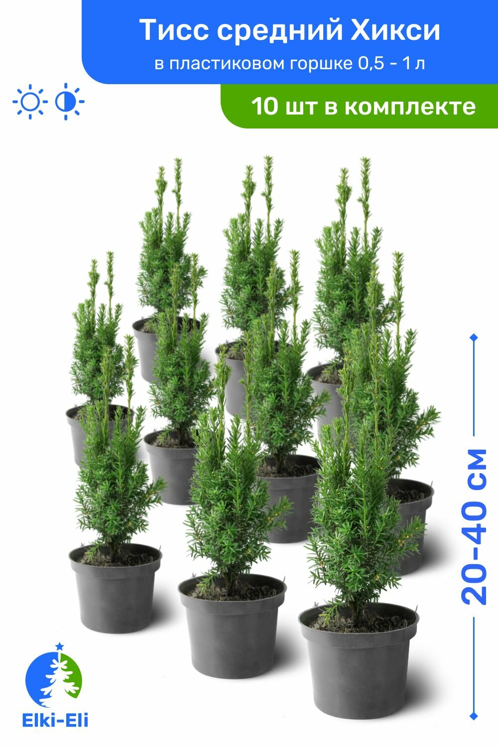 Тис средний Hicksii (Хикси) 20-40 см в пластиковом горшке саженец хвойное живое растение комплект из 10 шт