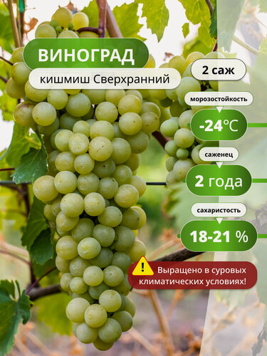 Изображение товара Виноград Сверхранний, кишмишный, многолетник, ранний, без косточек, 2