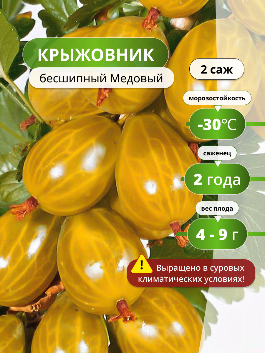 Крыжовник бесшипный Медовый, 2 саженца, желтый, морозостойкий сорт