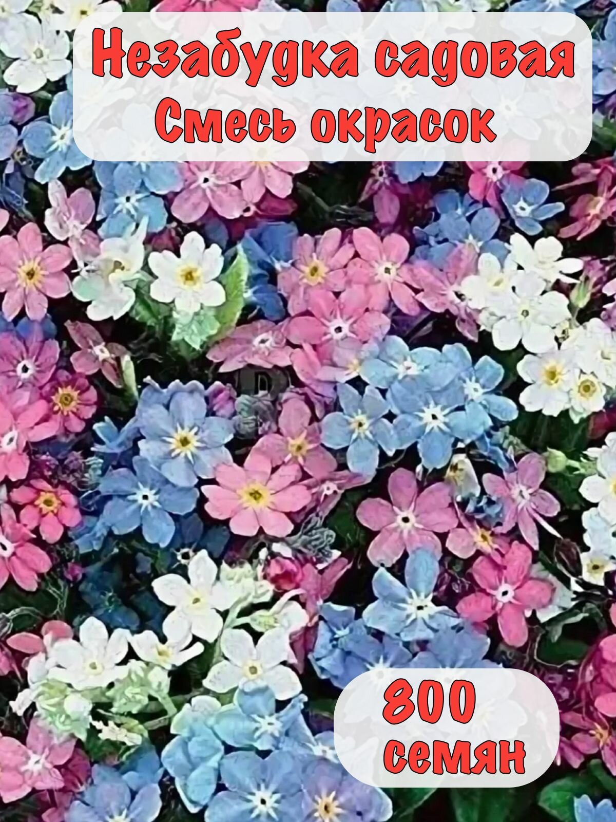 Семена 800 шт Незабудка Садовая Смесь окрасок