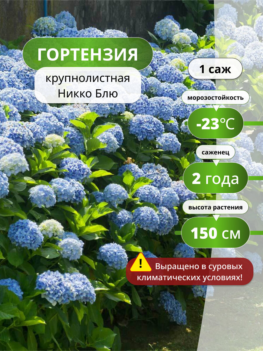 Гортензия крупнолистная Никко Блю, саженец гортензии, голубой