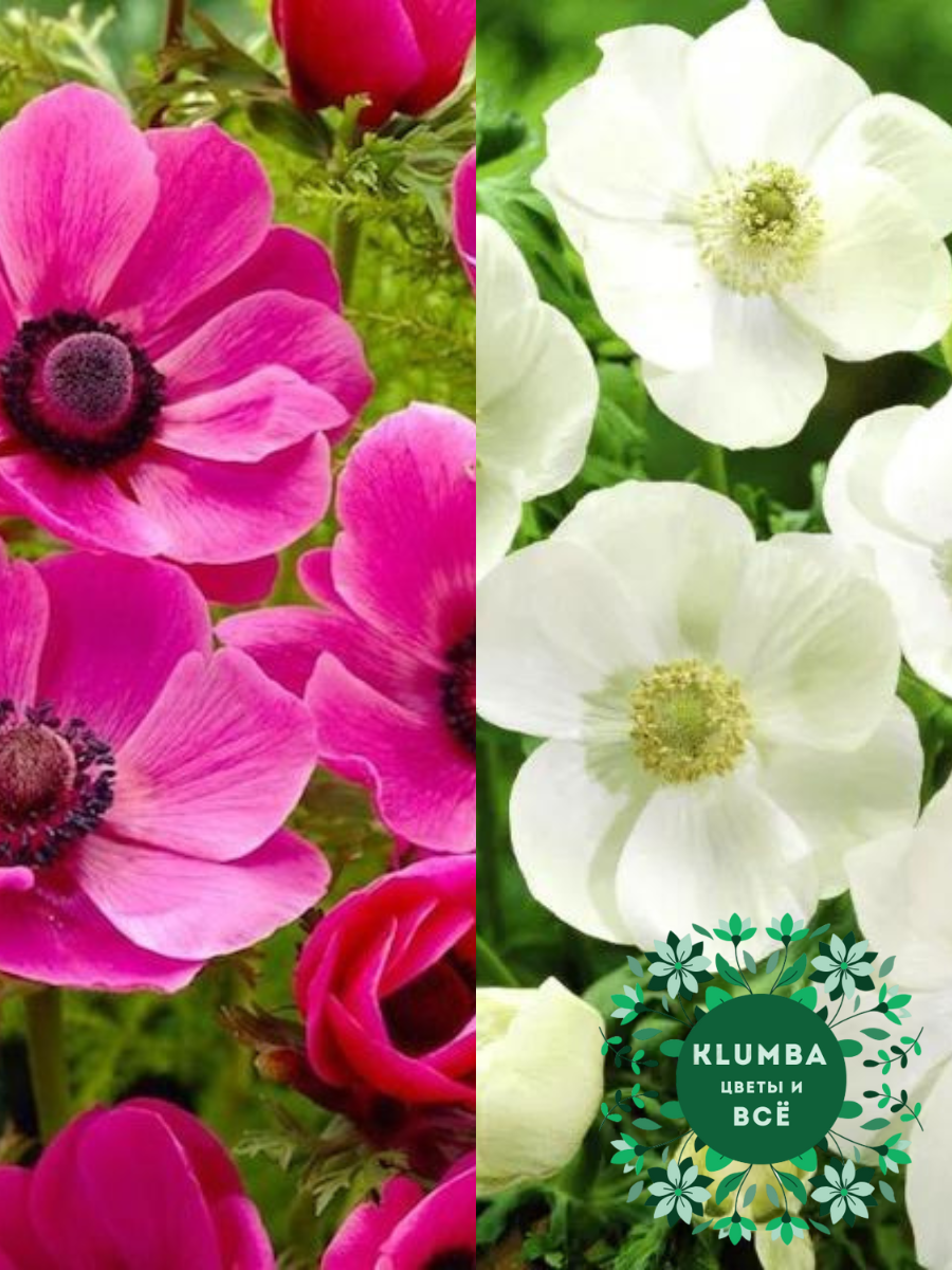 Луковицы цветов  Клумба  Луковицы Анемона SYLPHIDE 10 шт \ Луковицы Анемона THE BRIDE 10 шт ( 20 шт )