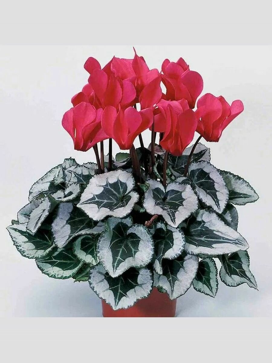 Цикламен сортовой семена