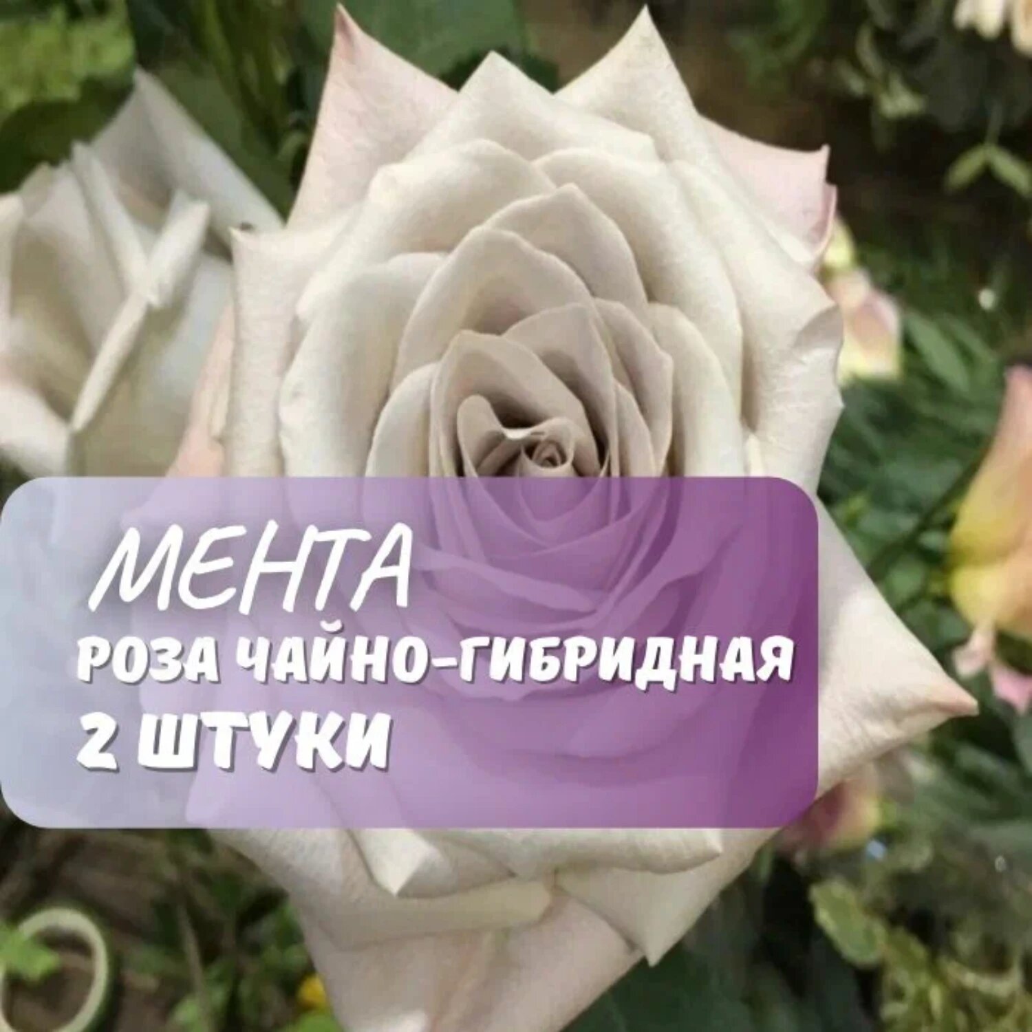 Розы чайно-гибридные Мента светло-бежевые многолетние 2шт