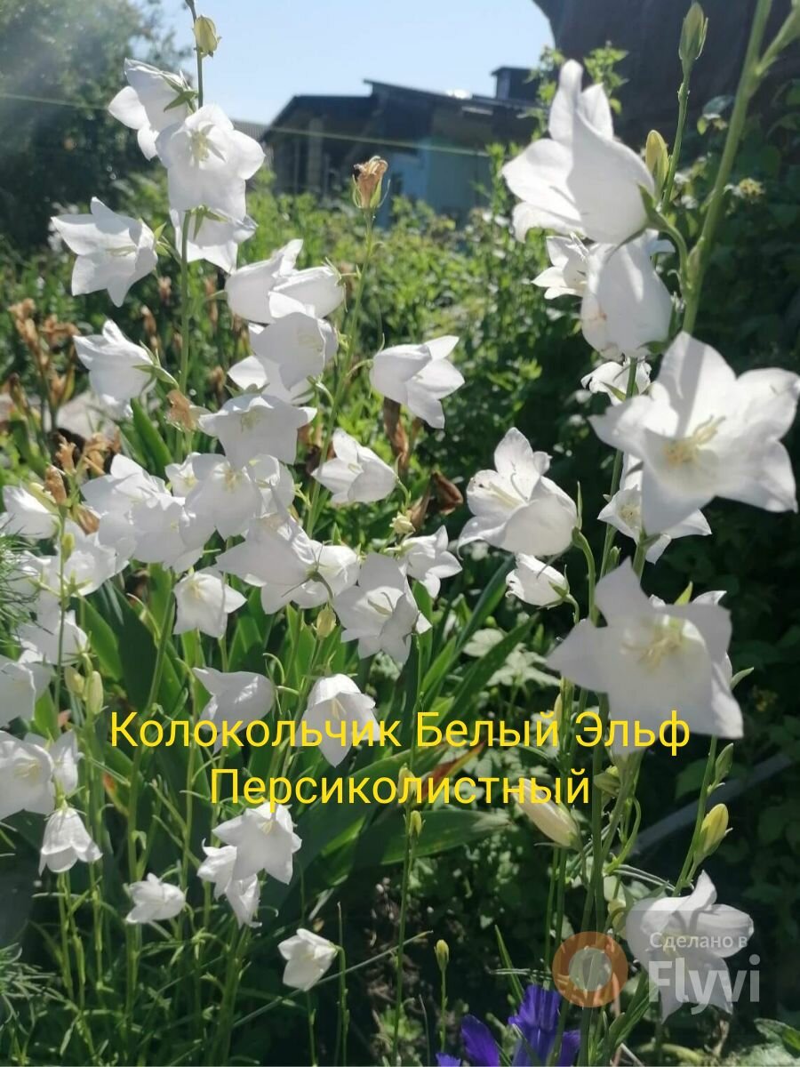 Колокольчик 