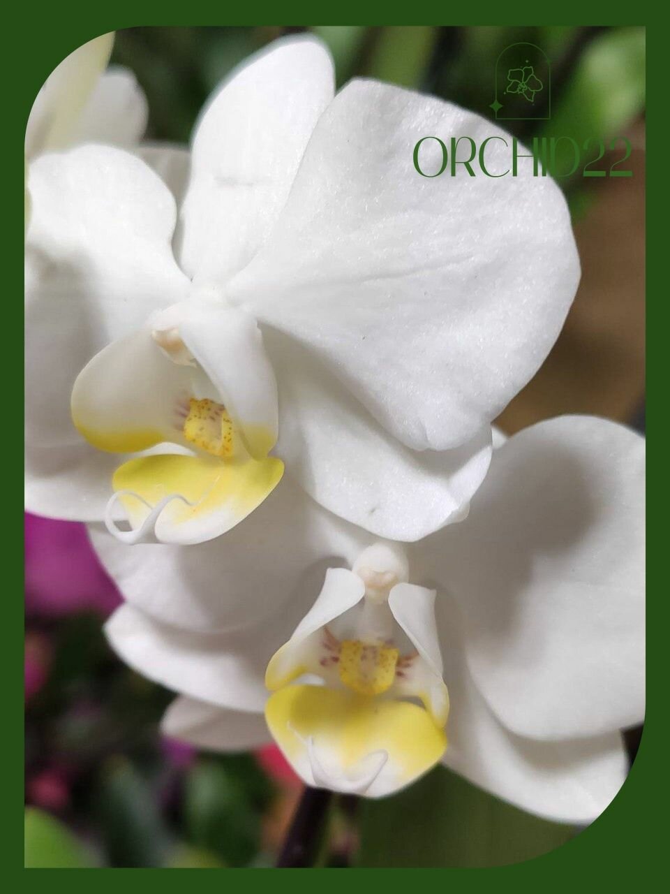 Орхидея Фаленопсис multiflora , отцвела, d-9см в горшке - комнатное растение