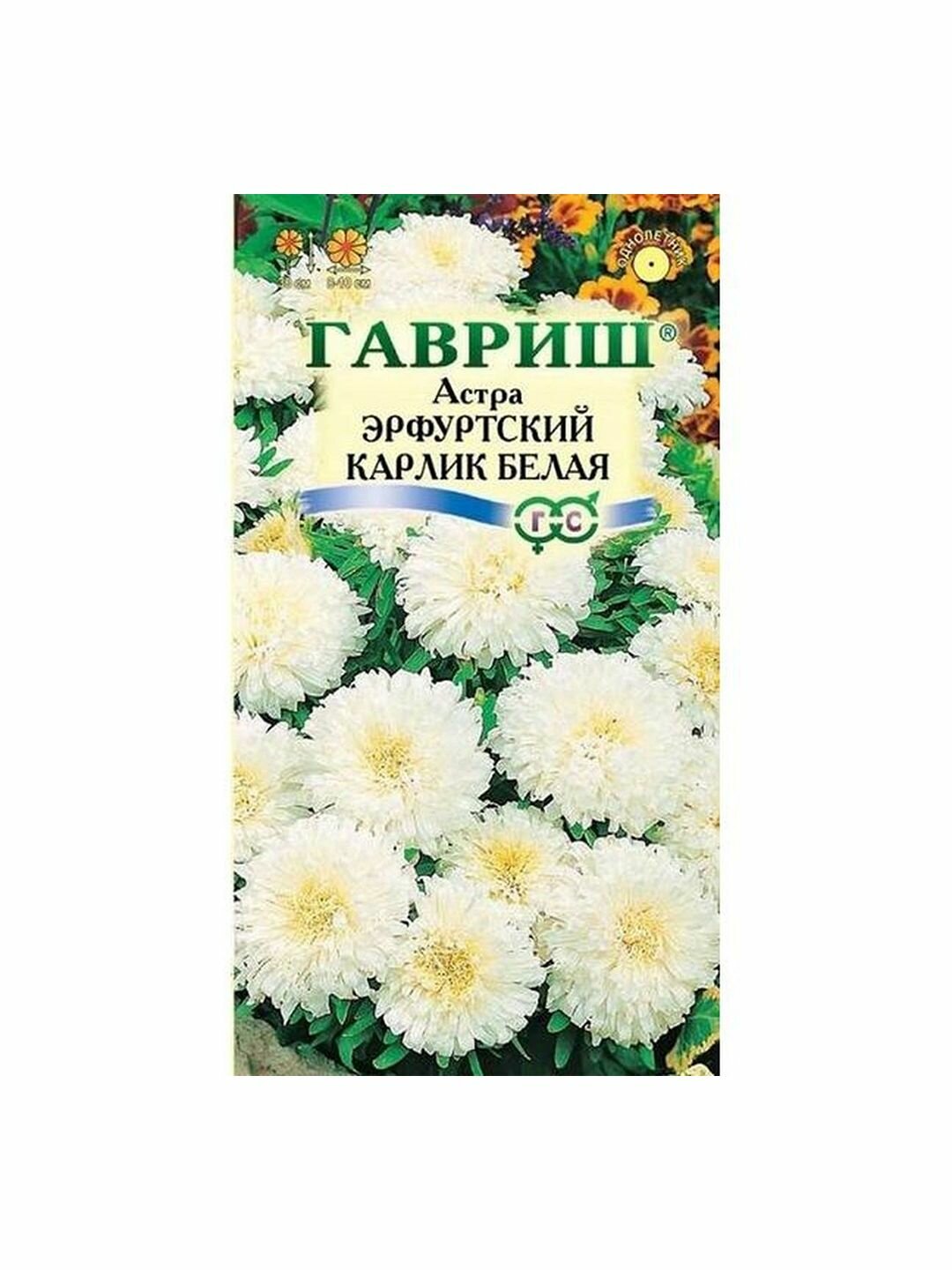Семена Астра Эрфуртский Карлик Белая однолетник Гавриш 1 пачка - 0.3г семян