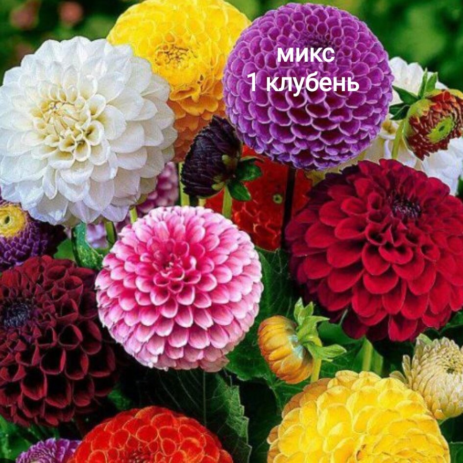 Георгины многолетние клубни 1 шт, смесь шаровидных сортов