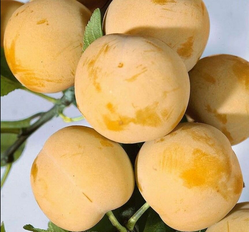 Слива Белая медовая