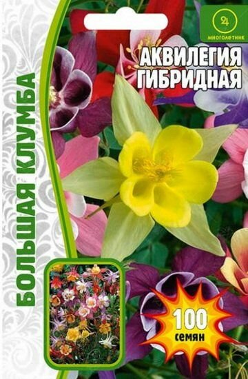 Аквилегия гибридная 