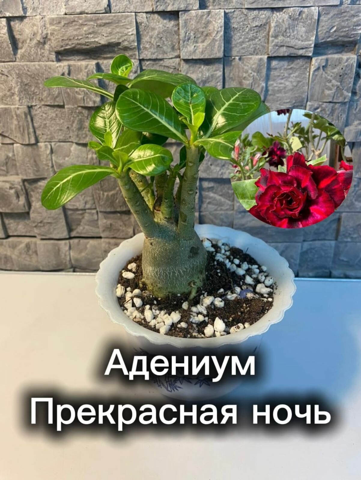 Адениум Прекрасная ночь, трёхлетний