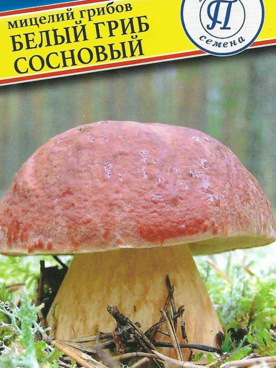 Белый гриб сосновый 50 мл Семена Престиж