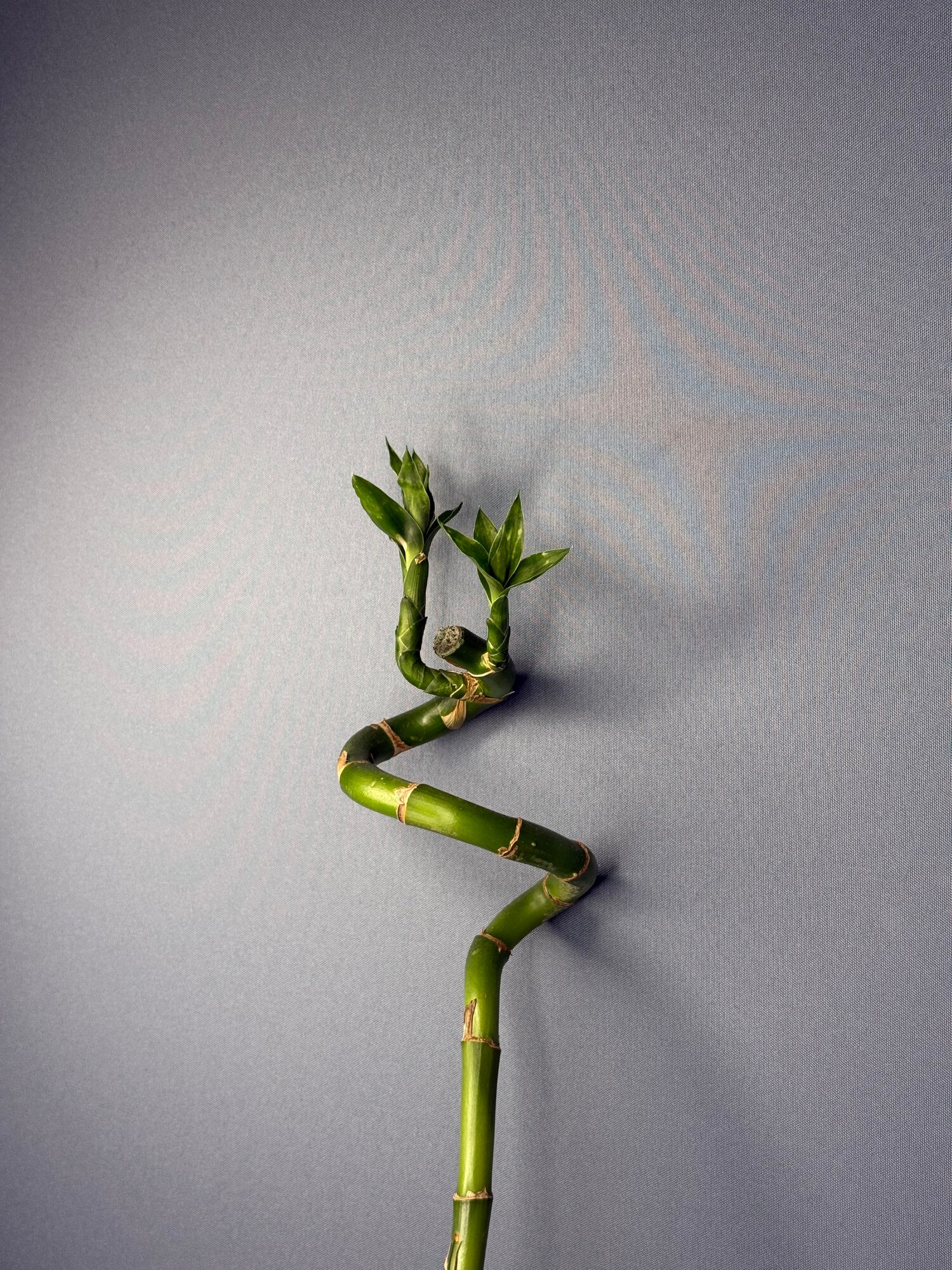 Лаки бамбук (Dracaena sanderiana) — символ удачи и гармонии в вашем доме