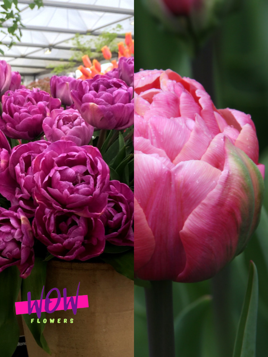 Луковицы цветов WOW FLOWERS TWIN Тюльпан Блю Даймонд 3 шт \ Тюльпан Флеш Поинт 3 шт ( 6 шт )