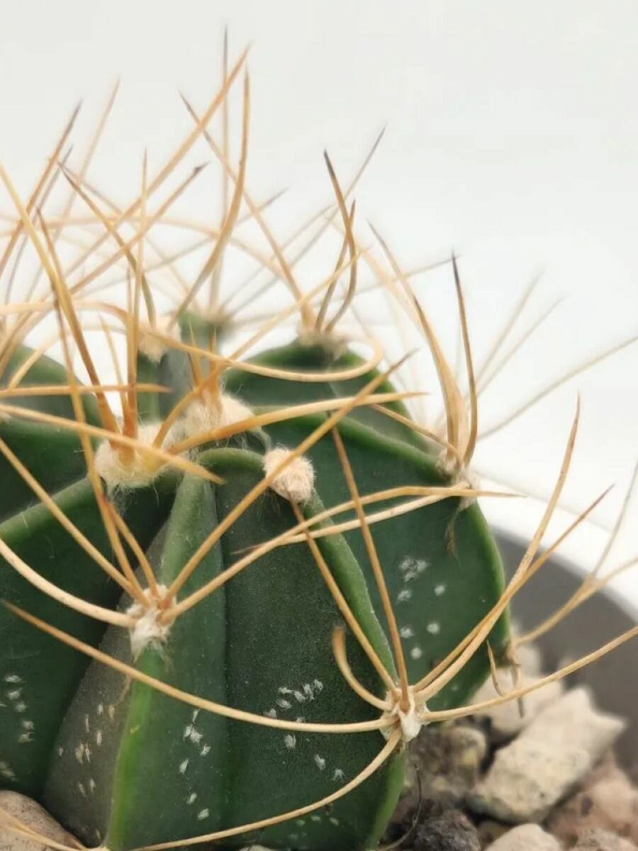 Семена Кактус Astrophytum capricorne 5 штук