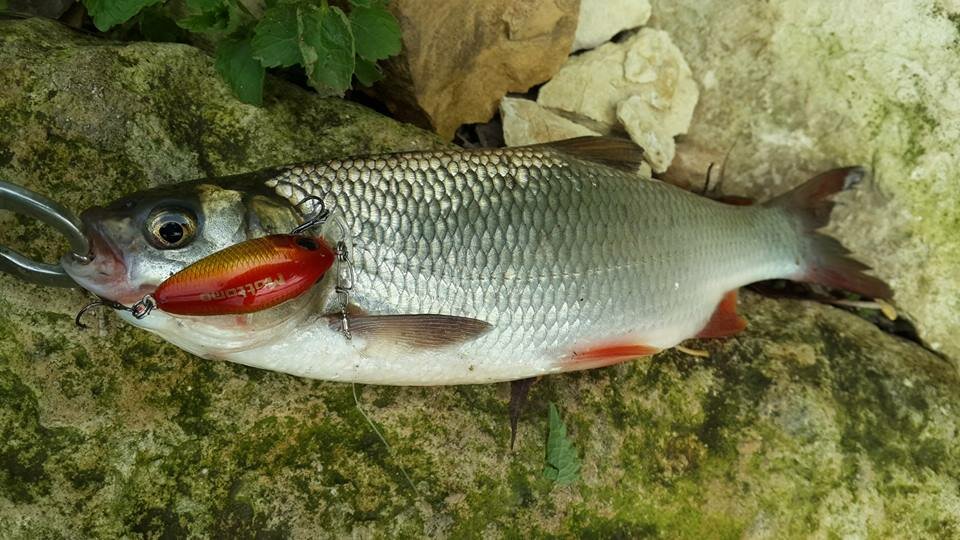 Воблер для рыбалки Mottomo Chubber 36F 3,8g, кренк плавающий для спиннинга, троллинга. Приманка окуня, щуку Black Lime — фото 1