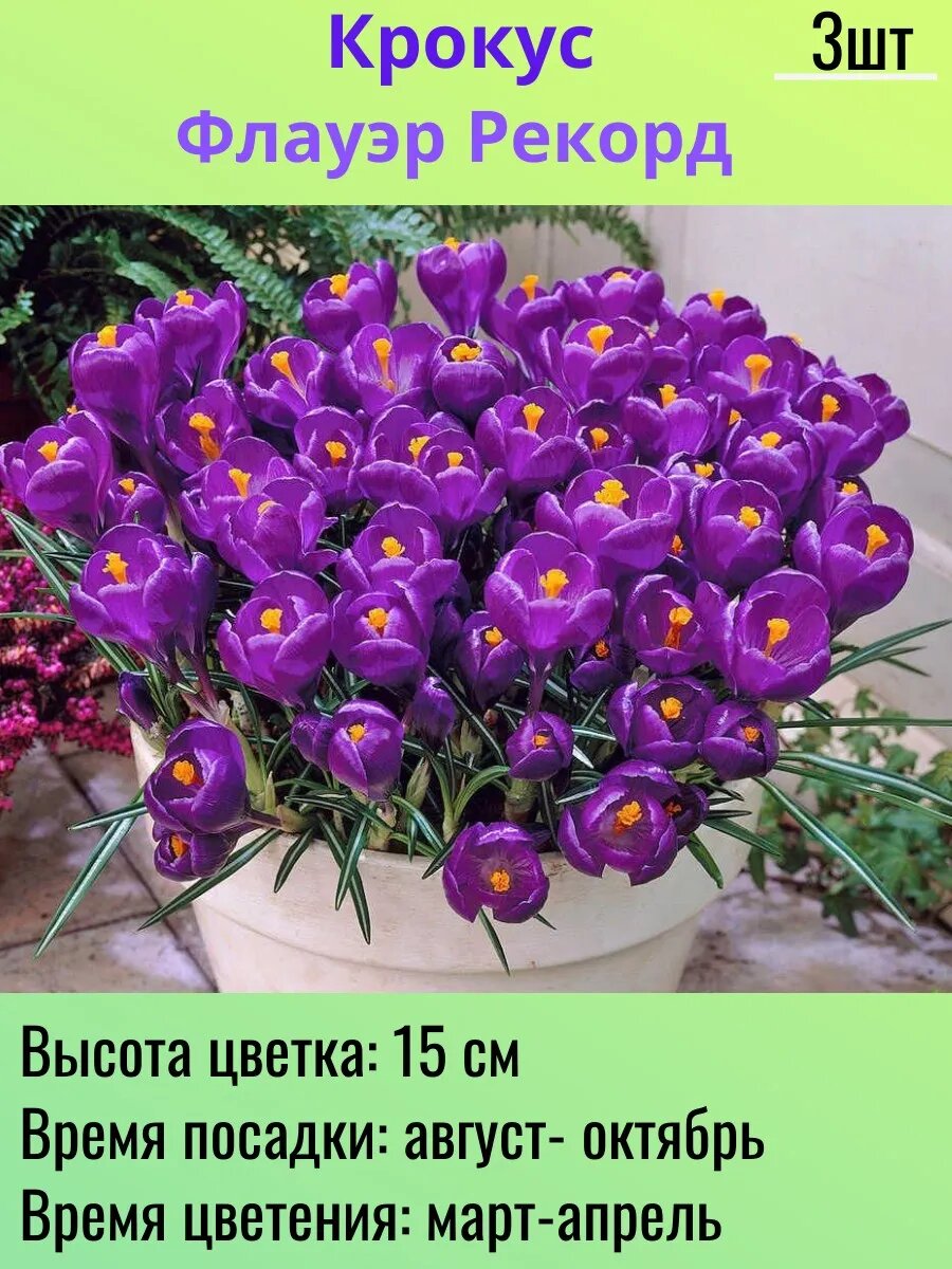 Крокусы многолетние цветы луковицы 3 шт