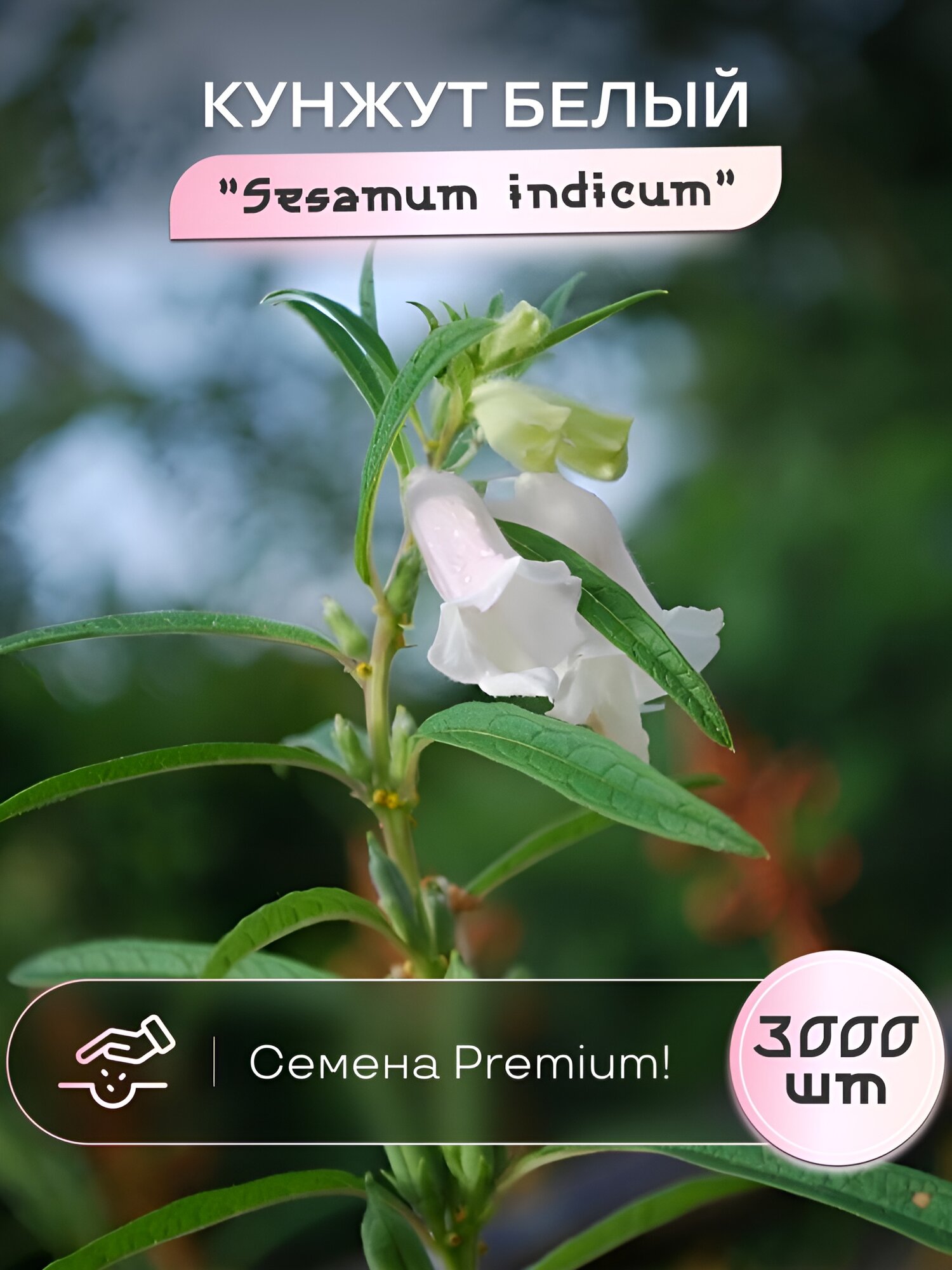 Кунжут белый семена для посадки 3000 штук