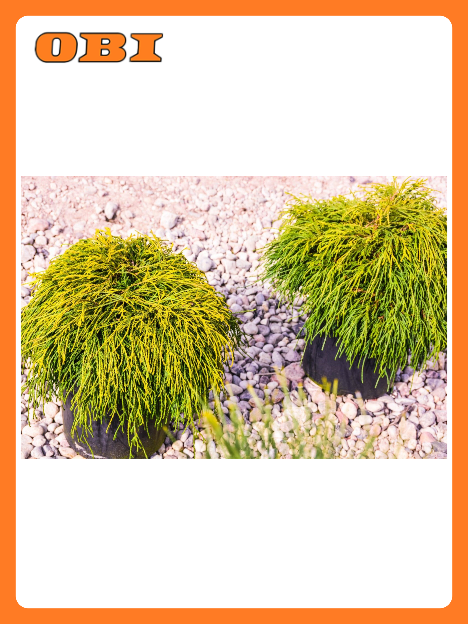 Кипарисовик "Филифера Санголд" 882014 многолетнее хвойное растение