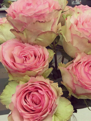 Изображение товара Роза чайно-гибридная Эсперанса , 1 саженец , многолетняя , розовая