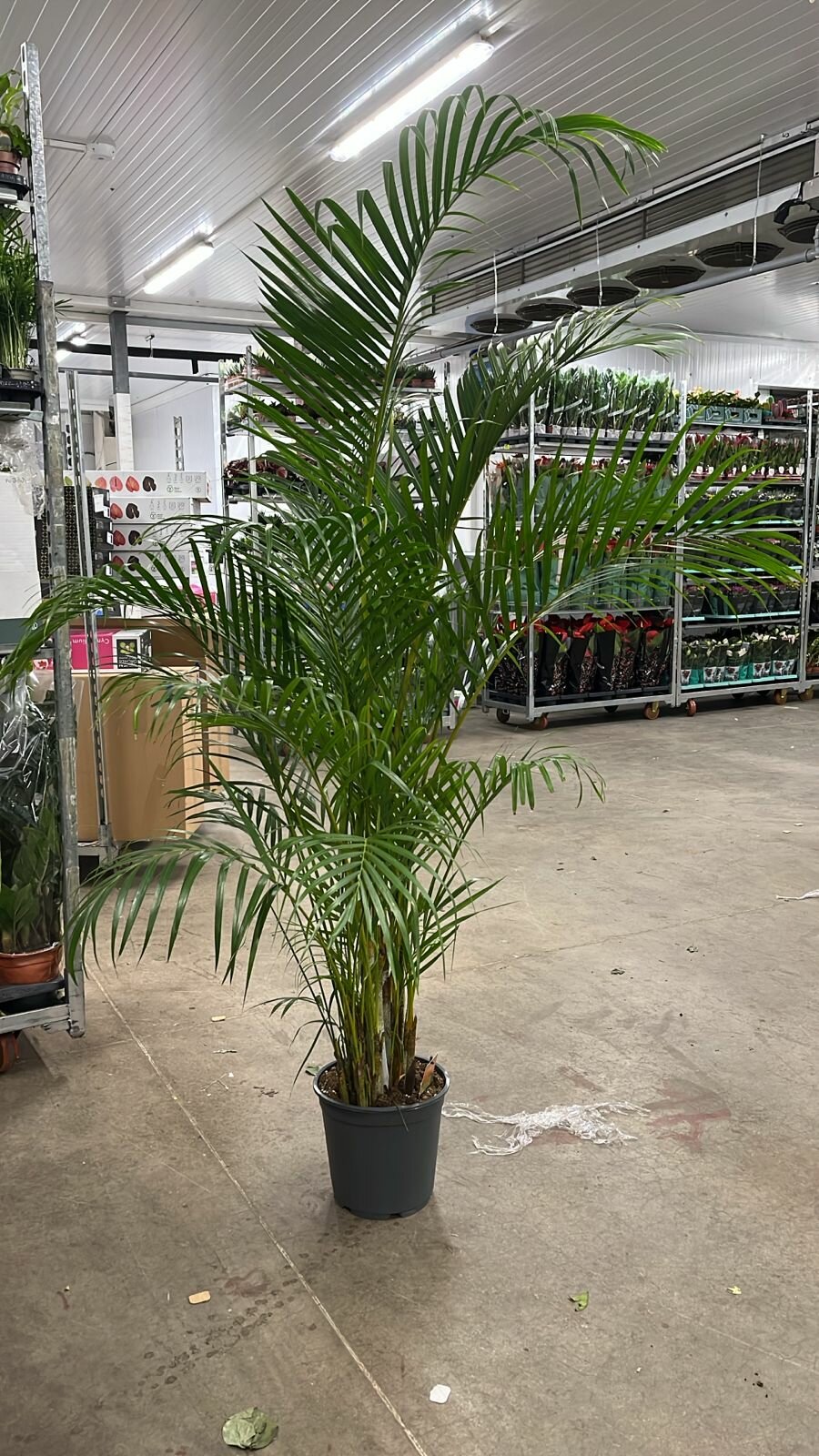 Пальма Арека Дипсис высота 170-180 см.