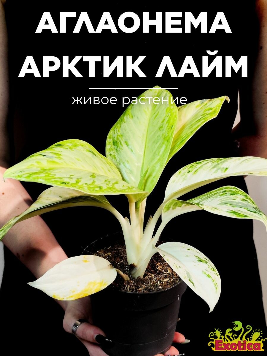 Аглаонема Арктик Лайм (Aglaonema Arctic Lime) D12см живое растение