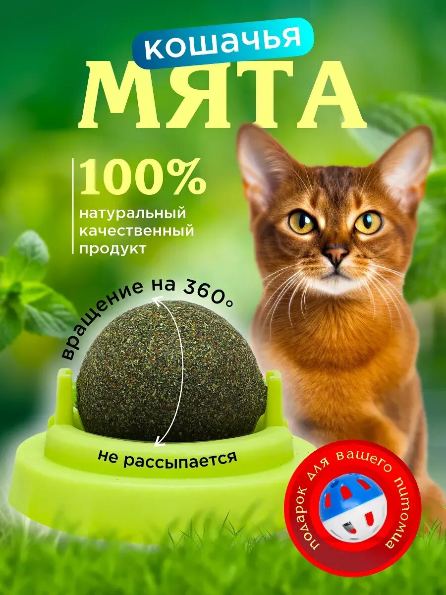Кошачья мята