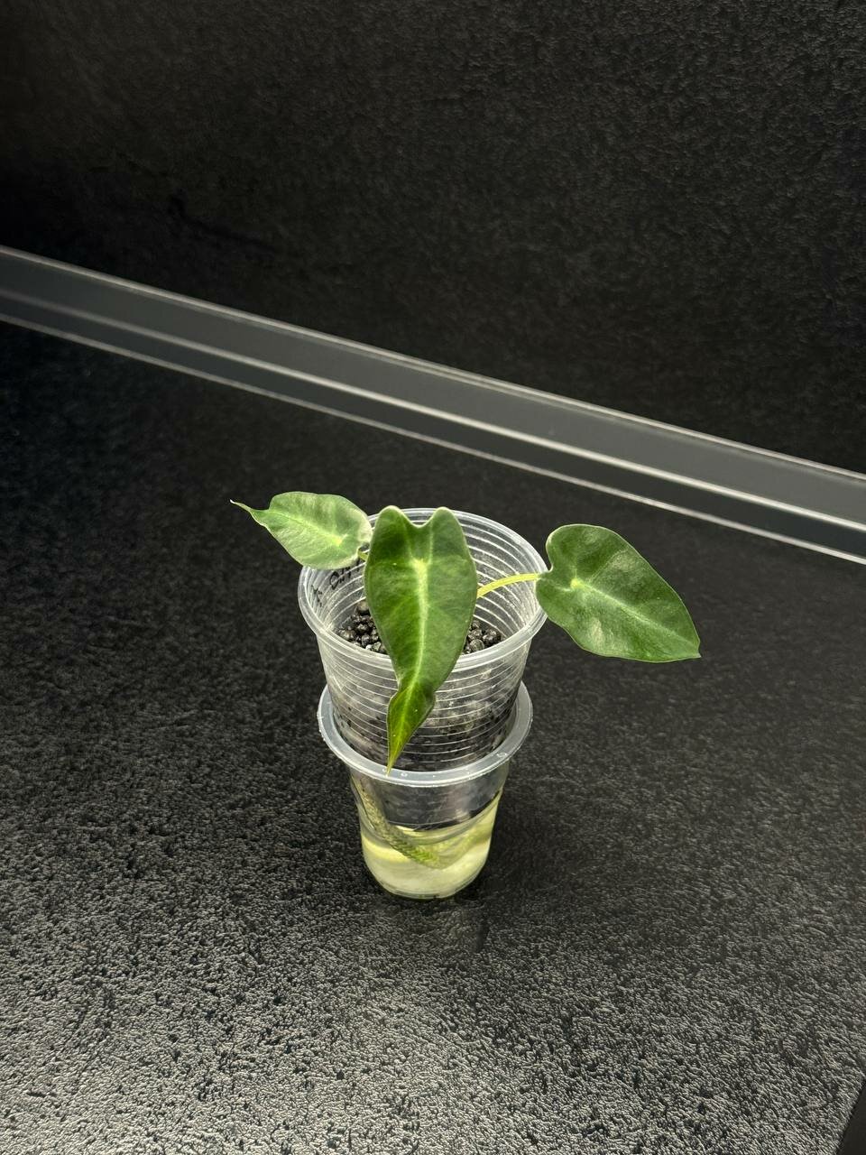 Алоказия Бамбино детка из клубня alocasia bambino