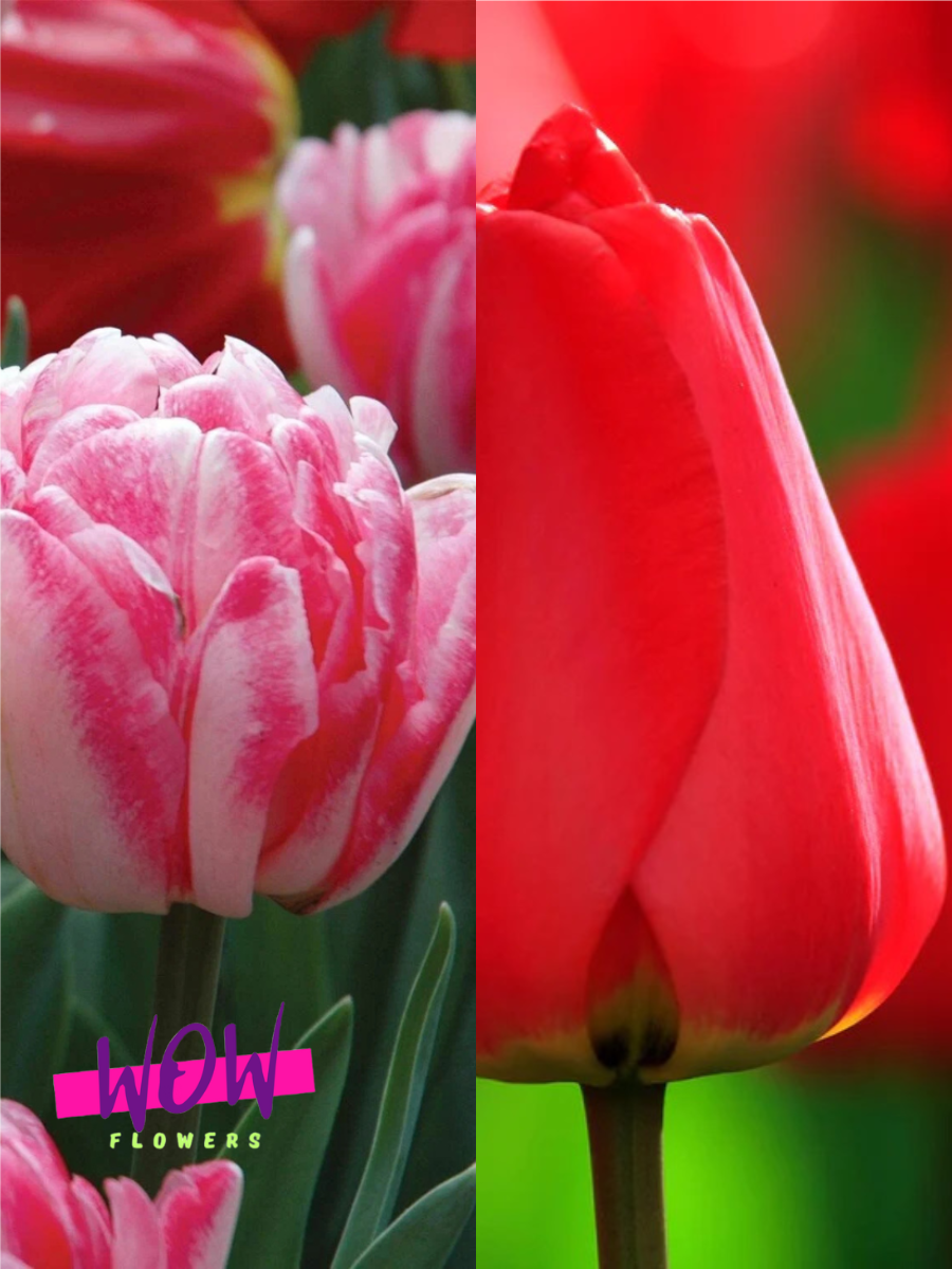 Луковицы цветов WOW FLOWERS TWIN Тюльпан Фокстрот 3 шт \ Тюльпан Парад 3 шт ( 6 шт )
