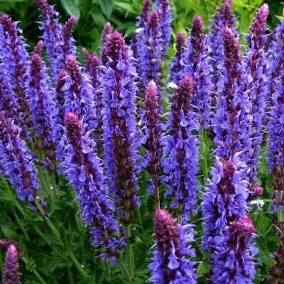 Шалфей дубравный (Salvia nemorosa)