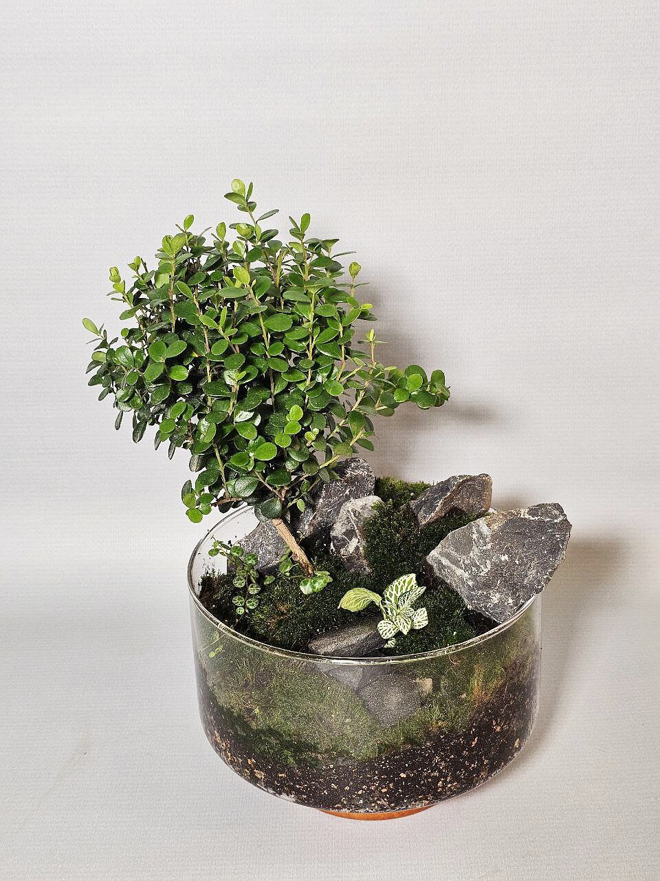 Подарочная композиция "Мирсина", в стеклянной плошке диаметром 17 см, высота 28 см — фото 1