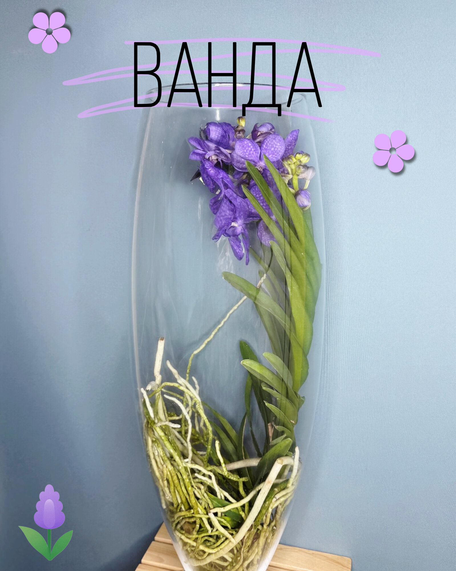 Орхидея Ванда в стекле — роскошная композиция в элитном формате