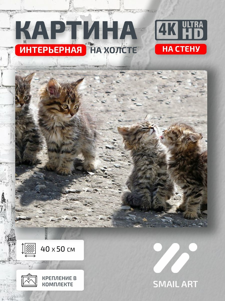 Картина на холсте интерьерная 40 на 50 на стену Котята Animal для кафе animal style декор
