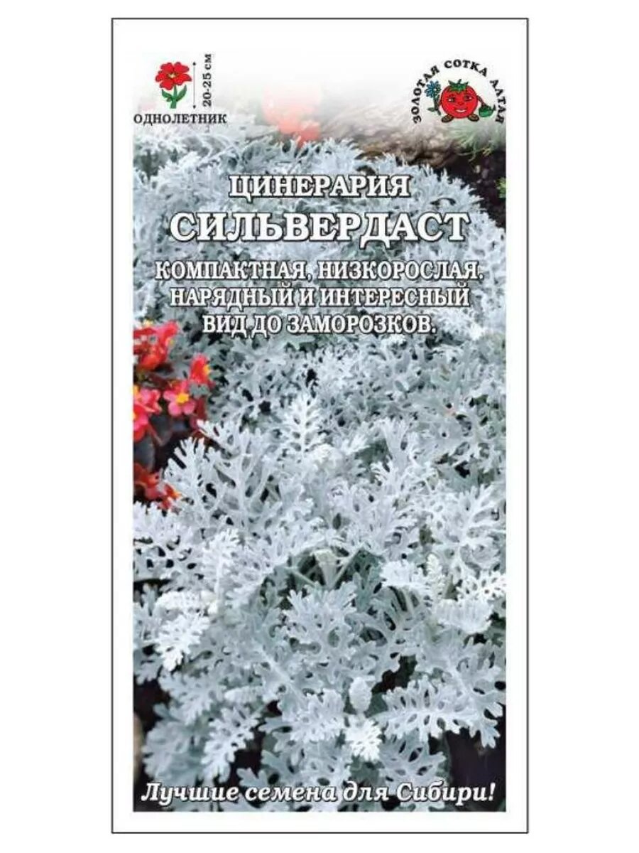 Цинерария Сильвердаст 10 шт.