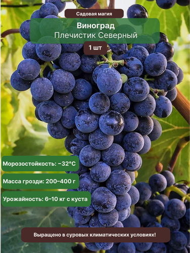 Изображение товара Виноград Плечистик Северный 1 шт / многолетний, морозостойкий сорт
