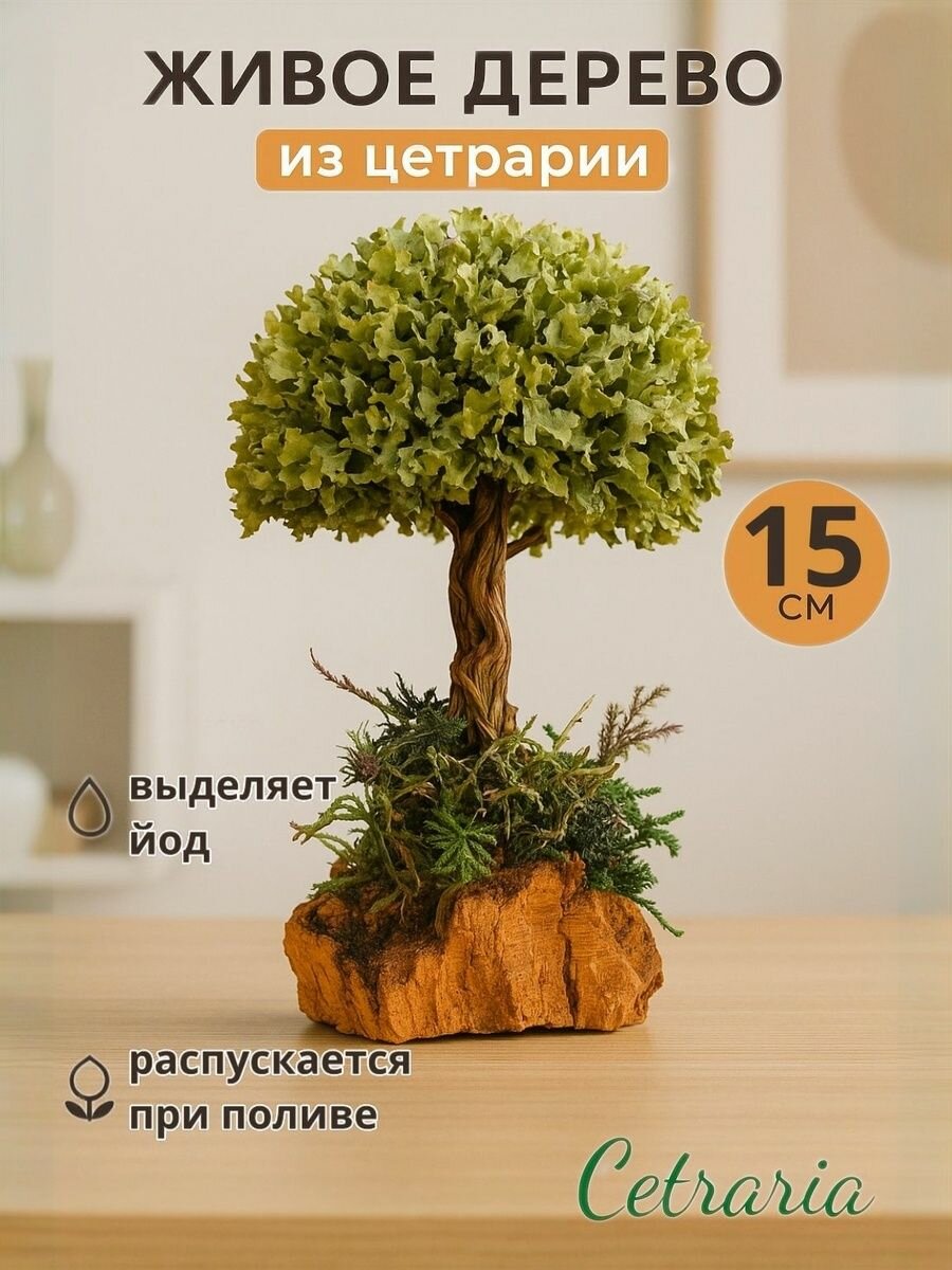 Деревце из Исландского мха Цетрарии / Украшение для интерьера декор на стол