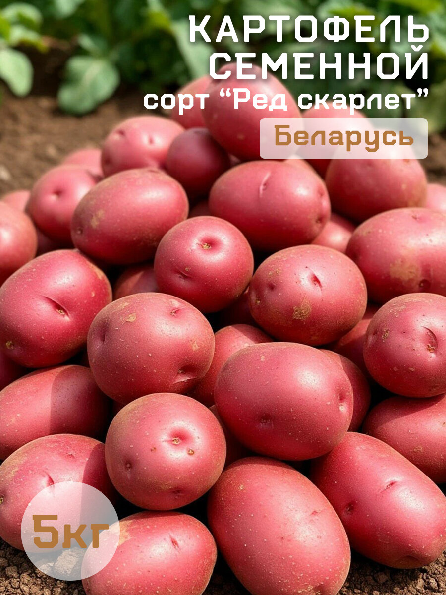 Картофель семенной сорт Ред Скарлет 5 кг Братский картофей