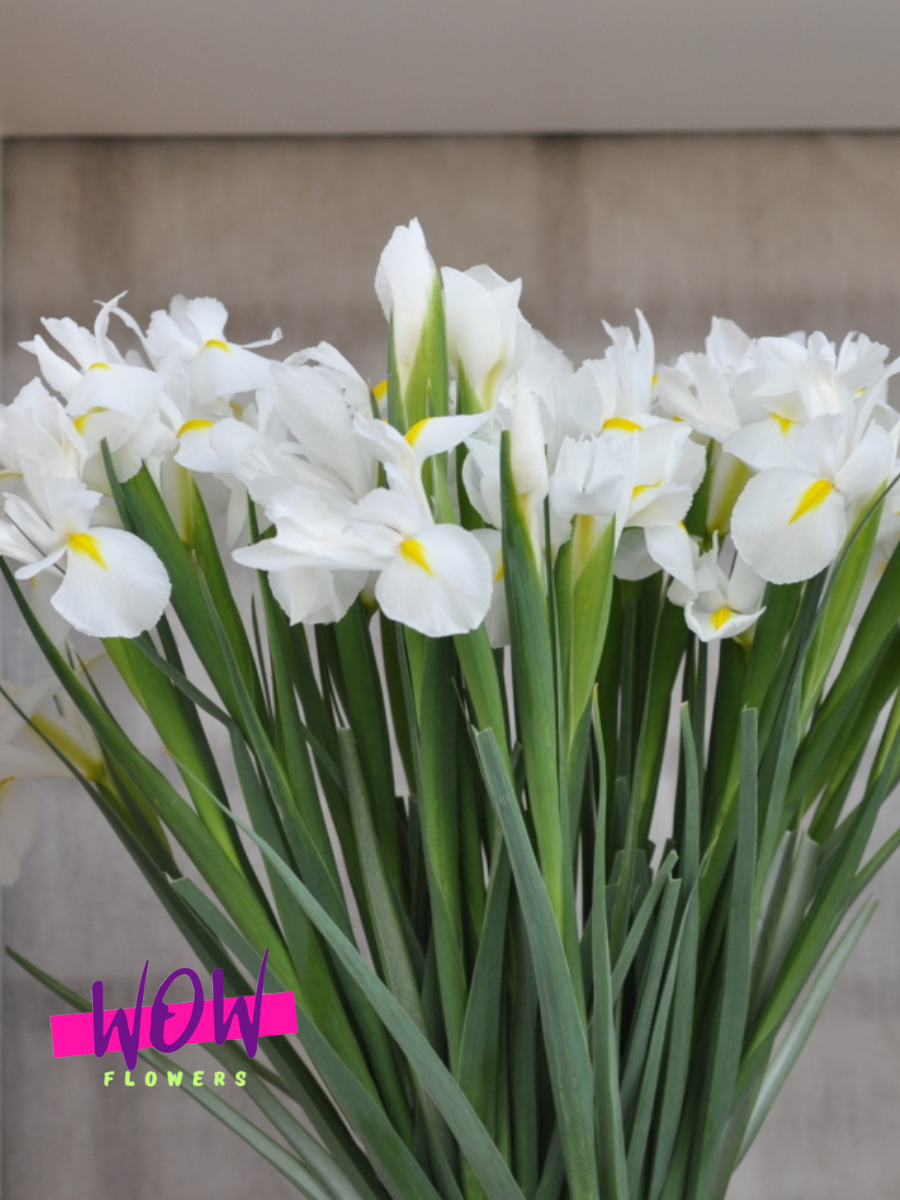 Луковицы цветов WOW FLOWERS  Ирис Аляска белый ( 5 штук )