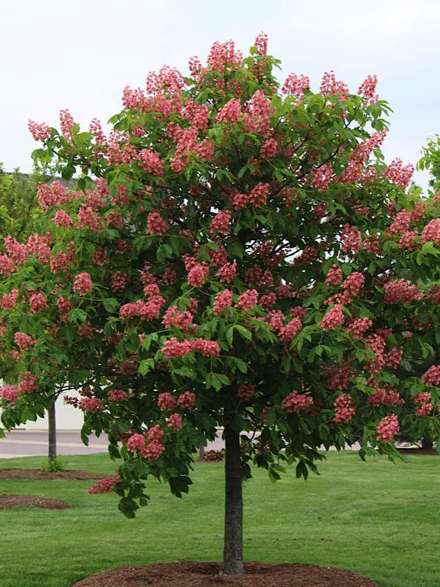 Каштан красный  зимостойкий конский каштан  семена 5 штук   Подарок