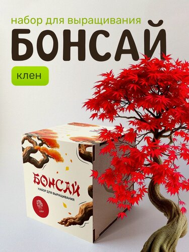 Изображение товара Набор для выращивания растений Сад на окне "Бонсай Клен", в деревянном горшочке