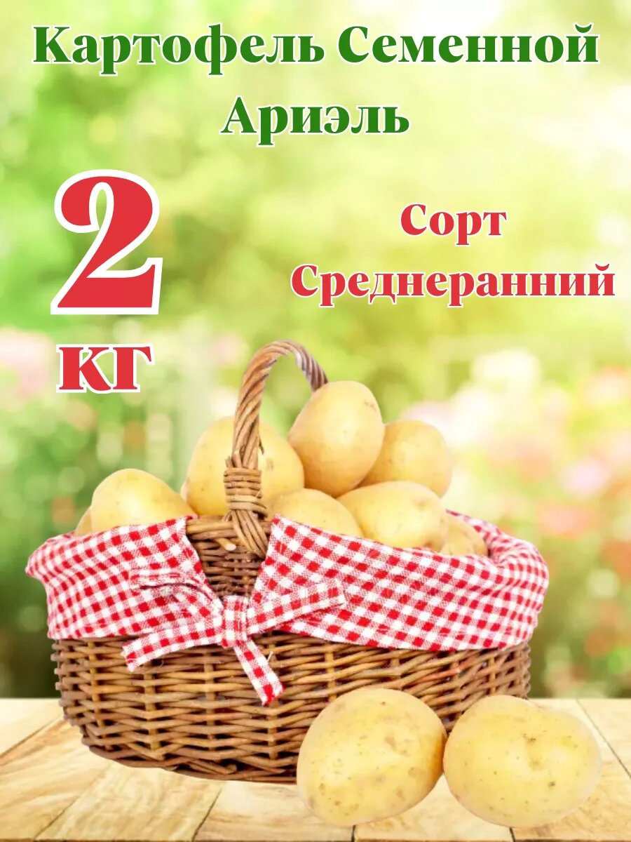 Картофель Семенной Ариэль 2кг