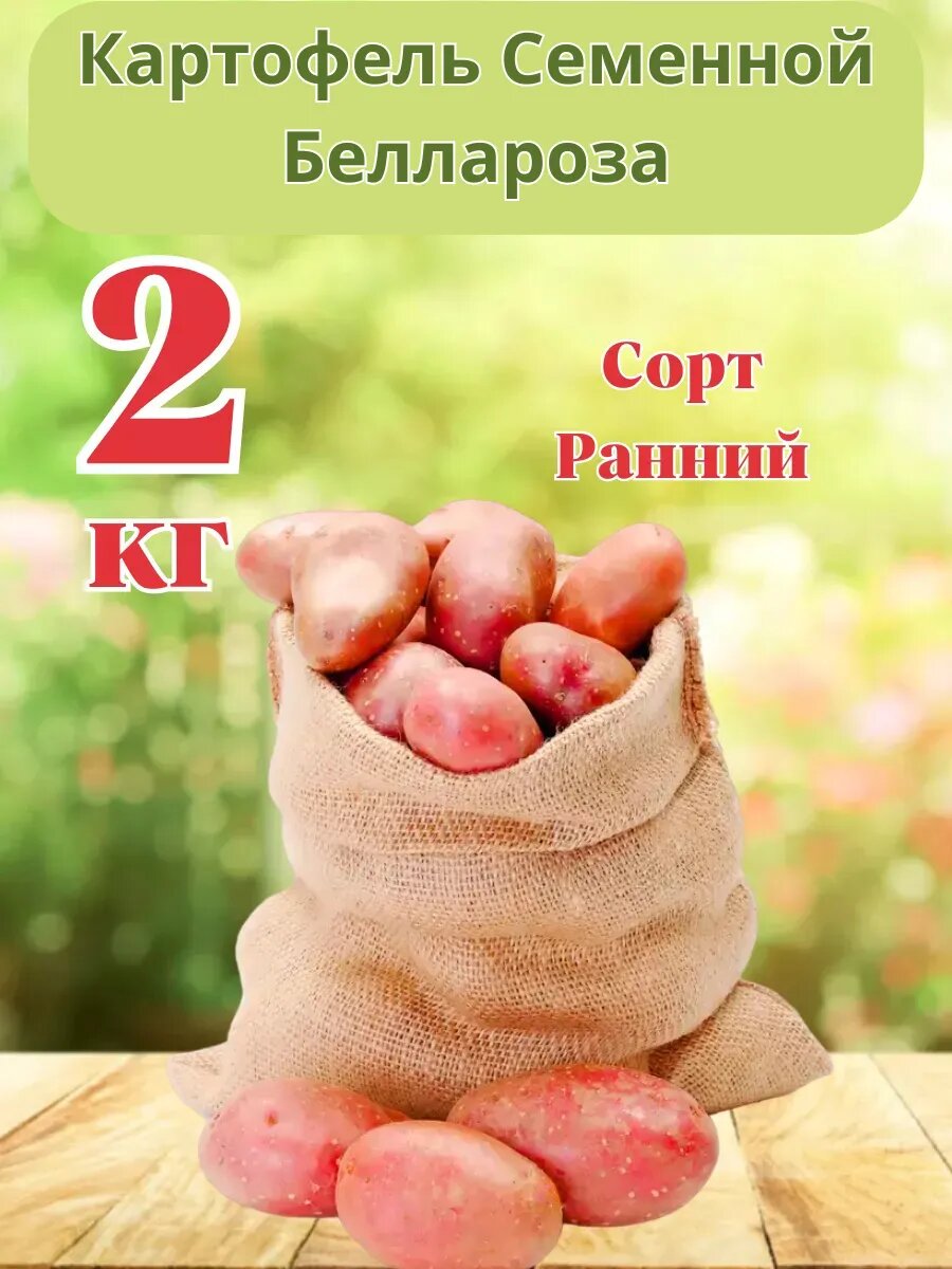 Картофель семенной 