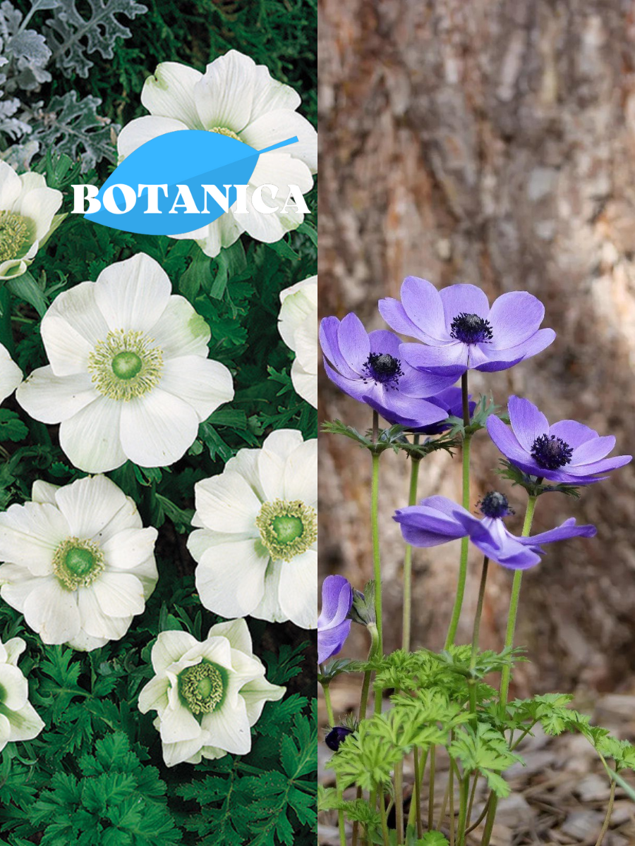 Луковицы цветов botanica garden TWIN анемона ЗЕ брайд 10 ШТ / анемона мистр фоккер 10 ШТ (20 луковиц)