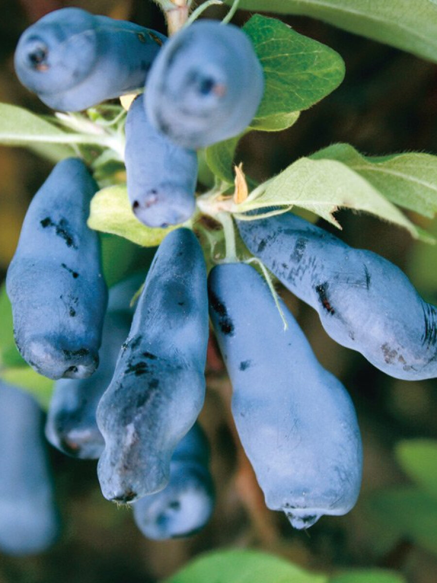 Жимолость съедобная Славянка ЗКС 15 года 35-50 см синий цвет