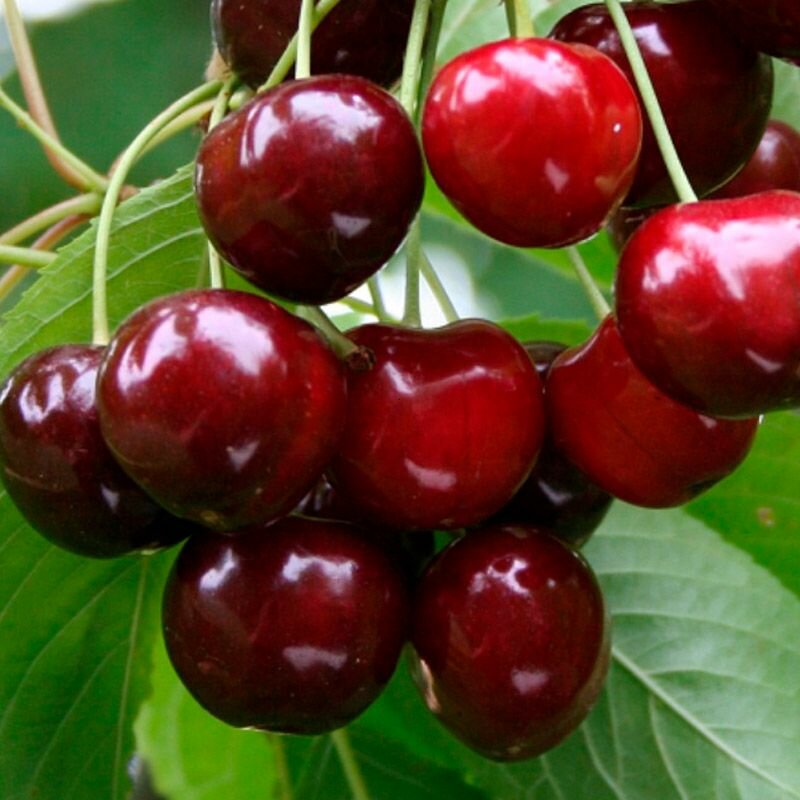 Черешня Витязь саженец