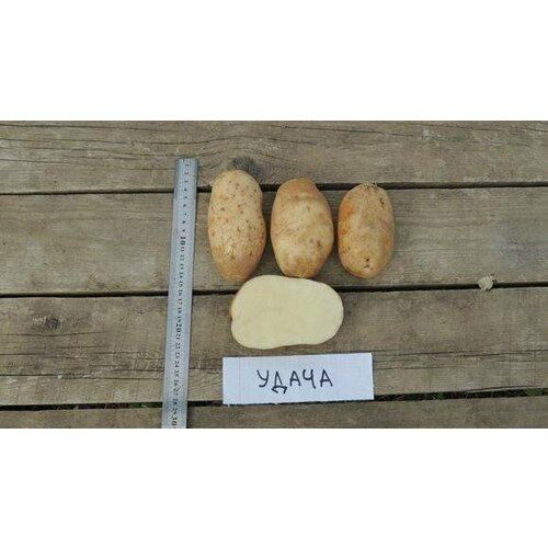 Картофель семенной Удача , вес 2,5 кг, однолетнее картофель красный мытый вес