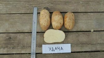 Картофель семенной "Удача" , вес 2,5 кг, однолетнее