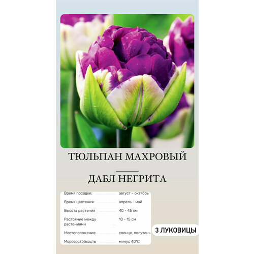 Тюльпан луковицы многолетних цветов