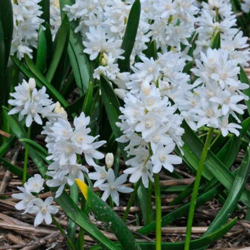 Луковицы Пушкиния LIBANOTICA ALBA ( 10 шт )