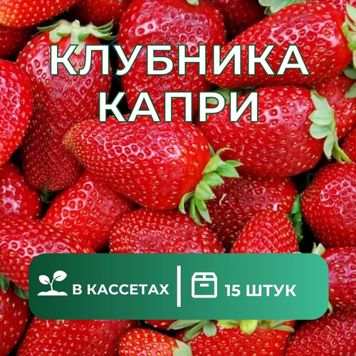 Клубника Капри 15 штук саженцев клубника вима занта 15 штук саженцев